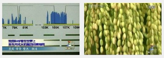 我完成世界首張水稻基因組精細圖
