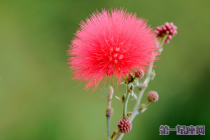 朱纓花的花語：奔放、豪邁、喜慶