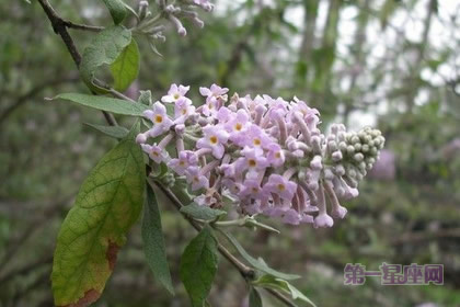 不常見的花與花語：密蒙花的花語