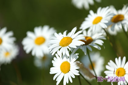 花語大全：洋甘菊的花語