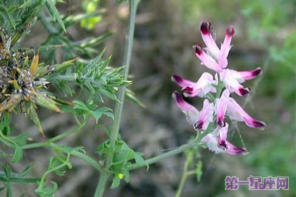 11月7日花語：煙霧花，生日花語先驅