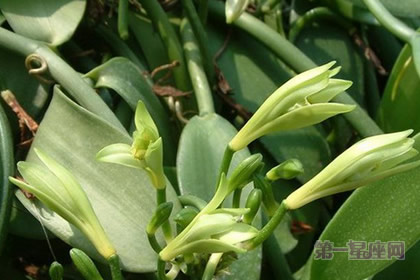 花語大全：香子蘭的花語寓意