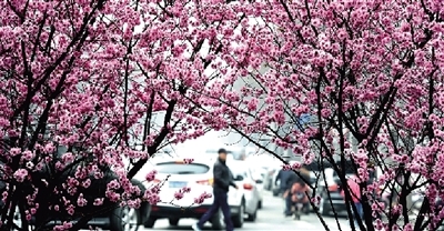 3月鄭州賞花地推薦